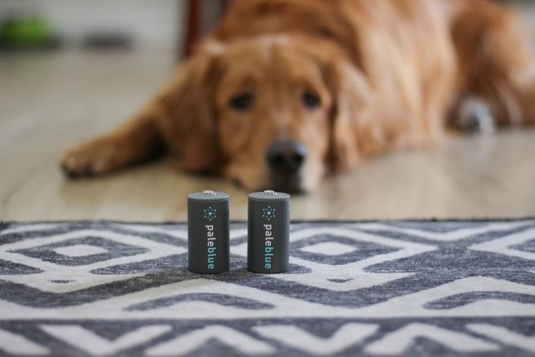 Why You Should Keep Batteries Away from Dogs Digital Hoops Blast